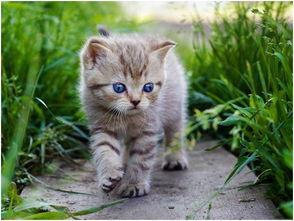 娱乐吃瓜酱猫咪,娱乐吃瓜酱猫咪的趣味日常