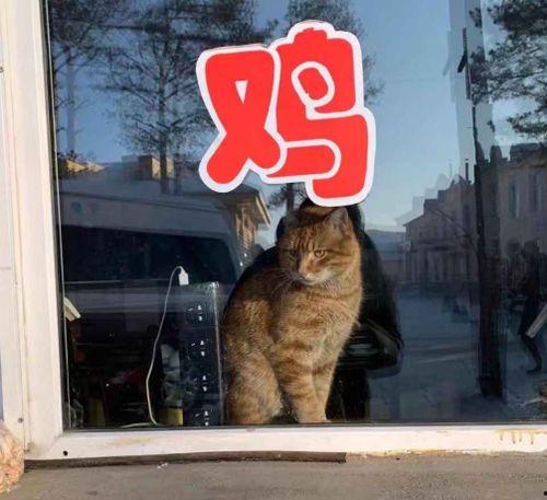 2022娱乐圈吃瓜乱象,揭秘吃瓜乱象背后的真相与反思